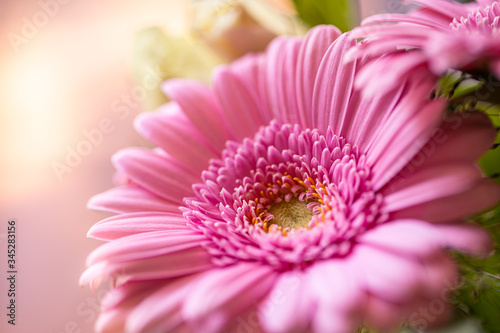 Beautiful pink petals morning sunlight on chrysanthemum flower with summer spring nature close-up macro. Rays of sunlight  beautiful nature with copy space  natural light