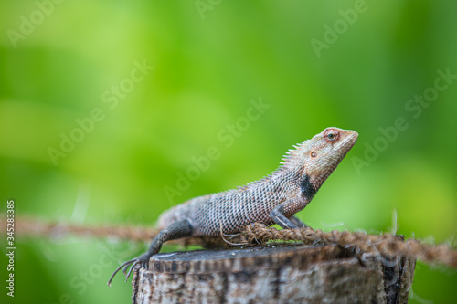 Garden lizard or changeable lizard (Calotes versicolor in Latin). Beautiful bright reptile in jungle. Tropical animal © icemanphotos