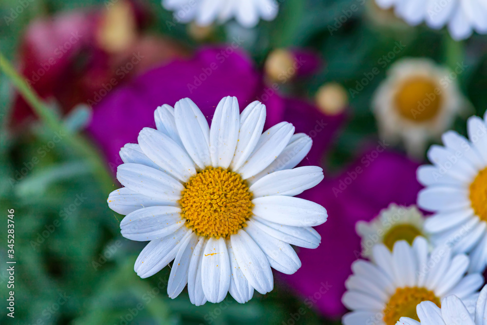 Top view of white daisy flower head close-up on a floral background Top view of white daisy flower head close-up on a floral background