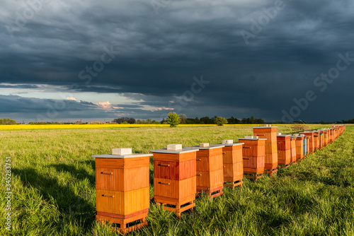 Row of Beehives Outdoor near Rapeseed or Canola Plantation. Beekeeping and Honey Productiom © marcin jucha