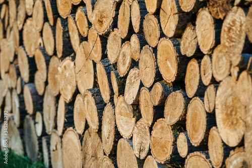 Felling from a tree  sawn trees. Theme of mass deforestation