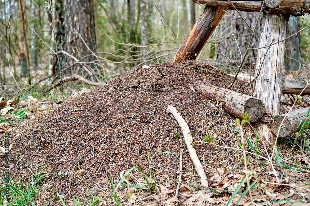 Fototapeta premium Big anthill in the forest during spring time