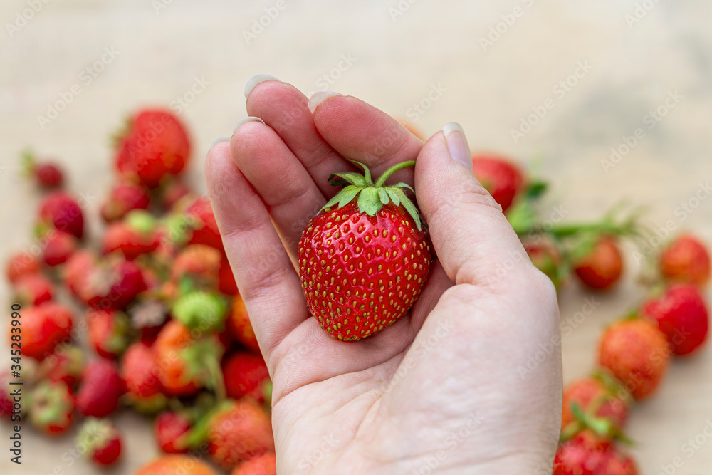 Obraz premium Female hand holding Freshly picked juicy strawberries on wooden background. Natural organic food production. Heap of summer red berries. Homegrown, gardening and agriculture consept. Healthy eating