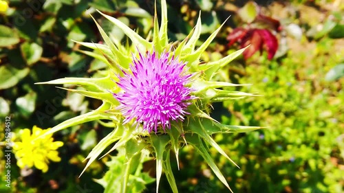 Beautiful bright lilac thistle flower on background of green grass. Slow motion. Close-up. Spring floral background. Summer bright backdrop. Natural botanical concept.