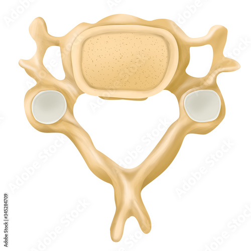 The fourth cervical vertebra (C4)  photo