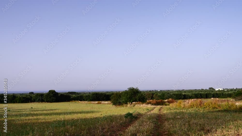 Montalbano (Fasano - Puglia - Italy) Panoramic view to rural landscape with wheat field, hill and trees at sunset Montalbano (Fasano - Puglia - Italy) Panoramic view to rural landscape with wheat field, hill and trees at sunset