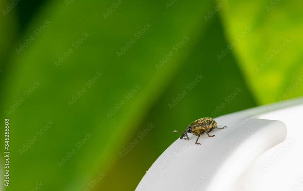 Detail of a weevil on a white stick with green background Detail of a weevil on a white stick with green background