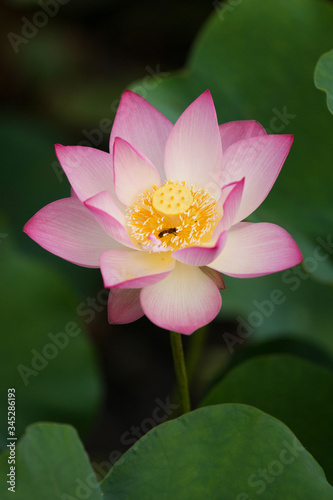 Lotus blooming in the pond