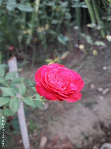 pink roses, bunga mawar or colorful roses at florist