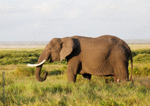 Elephants in Amboseli Nationalpark  Kenya  Africa