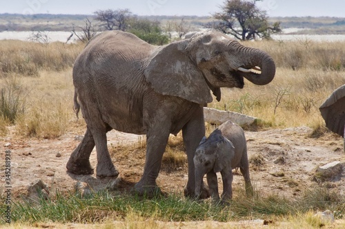 Etosha Park wildlife