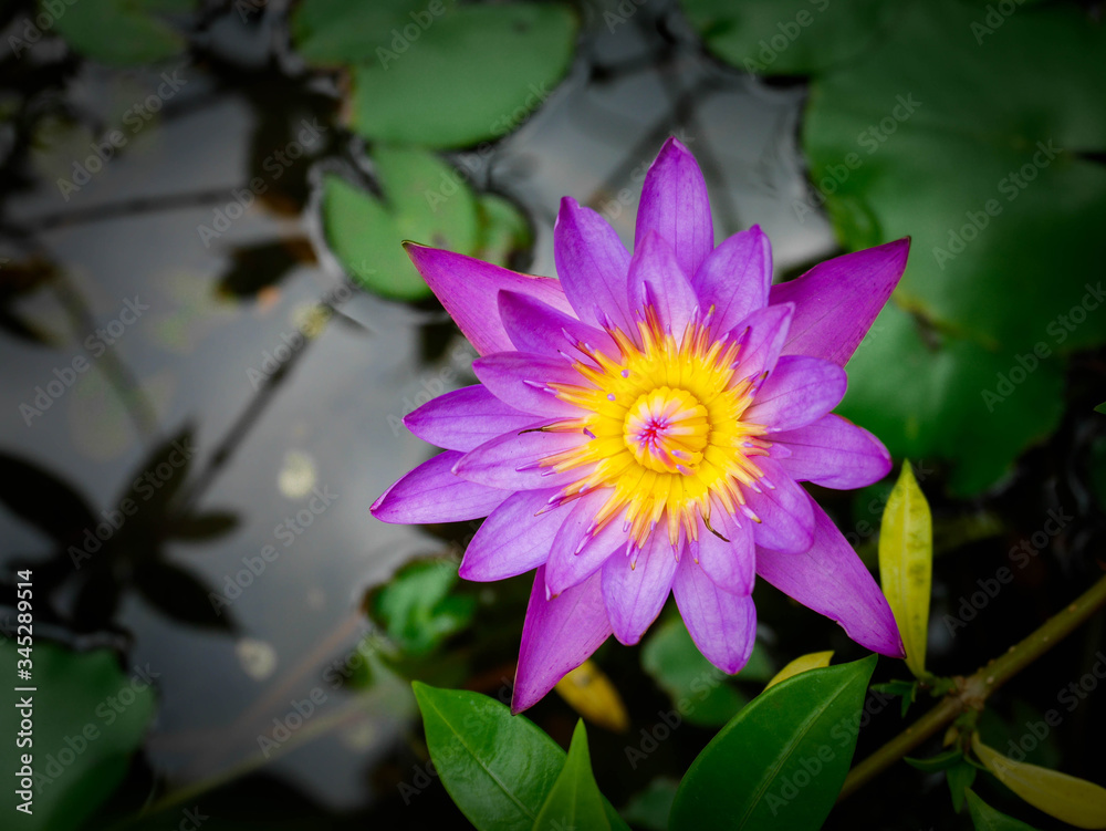 Beautiful purple lotus flowers Beautiful purple lotus flowers