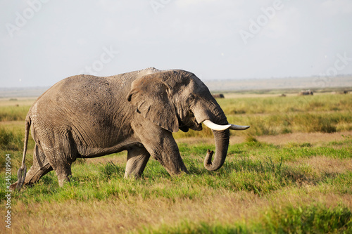 Elephants in Amboseli Nationalpark  Kenya  Africa