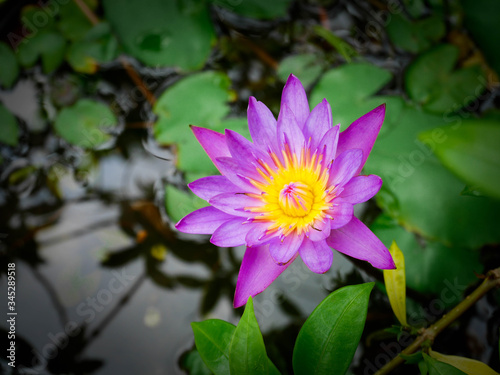 Beautiful purple lotus flowers