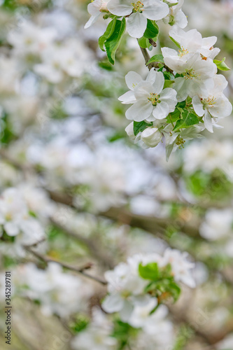 Apple blossoms in the garden. spring background