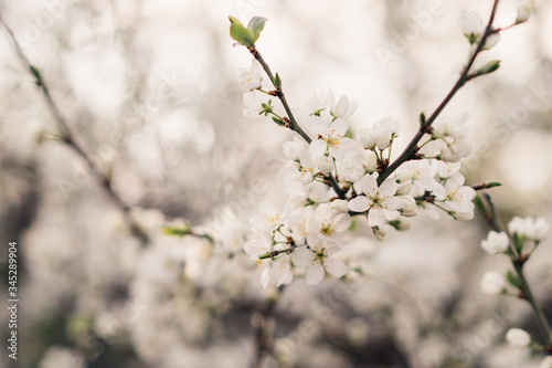 Spring bloom. Cherry blossom branch