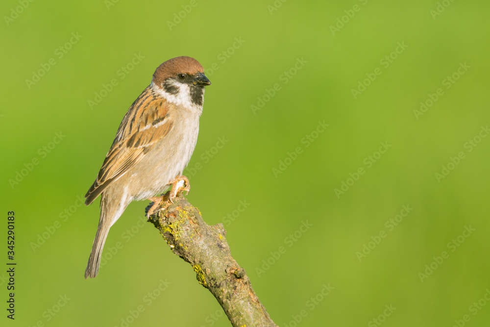 House Sparrow (Passer domesticus) and green background House Sparrow (Passer domesticus) and green background