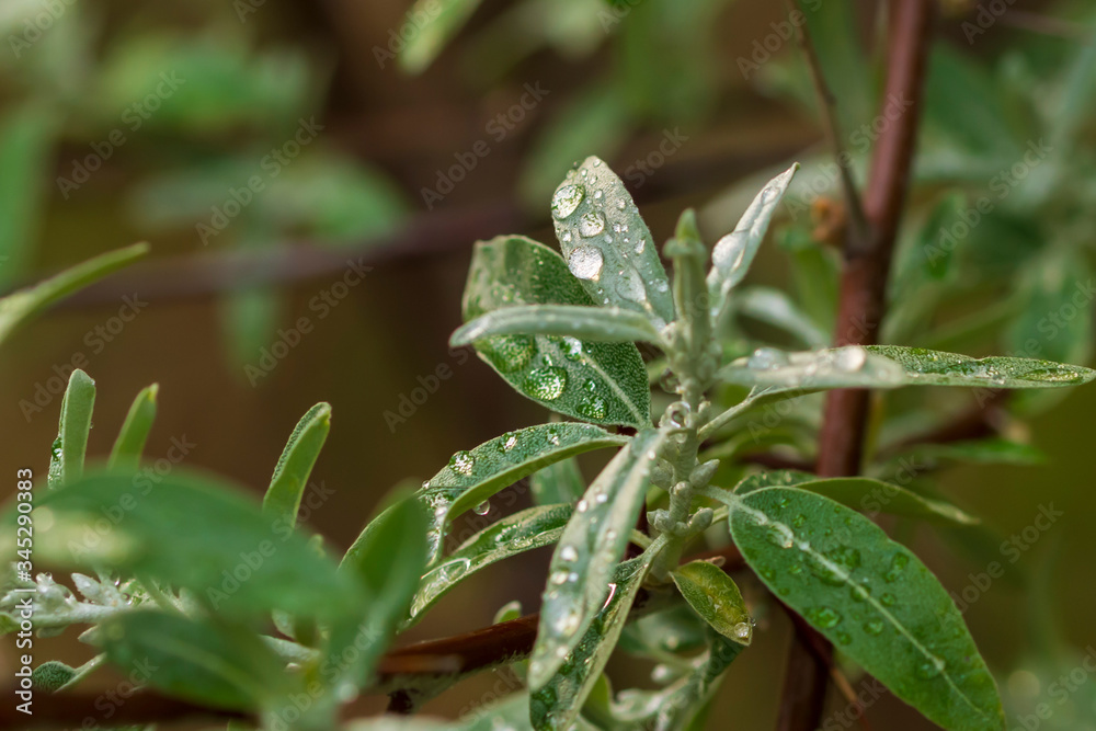 Wassertropfen auf den Blätter einer Silberweide Wassertropfen auf den Blätter einer Silberweide
