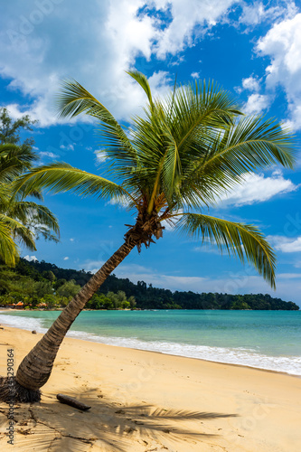 Coconut Palm Trees on a beautiful tropical beach with a blue sky background