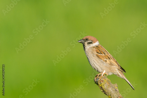 House Sparrow (Passer domesticus) and  green background © Todorean Gabriel