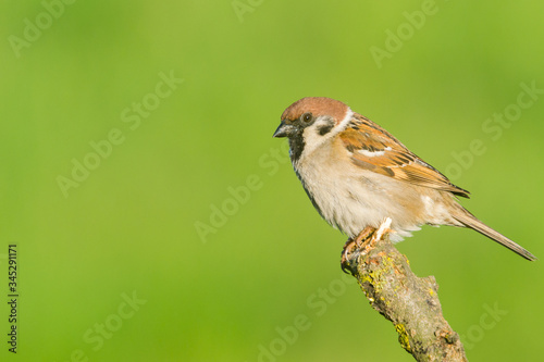 House Sparrow (Passer domesticus) and green background