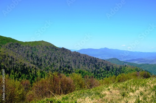Borzhava  Volovets kyi district  Zakarpatska Oblast  Ukraine.05 09 2018. Beautiful green slopes of the Carpathian Mountains  Fir trees on background of Blue sky. Ukrainian mountain landscape in May