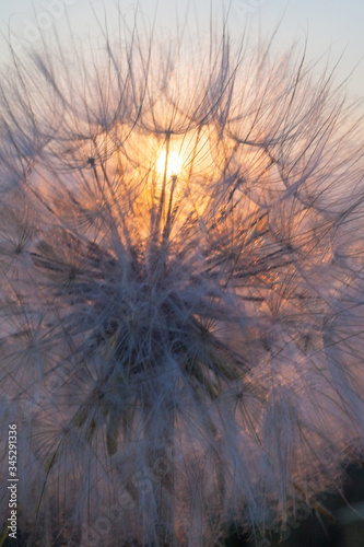 Head of seeds of the Tragopogon flower