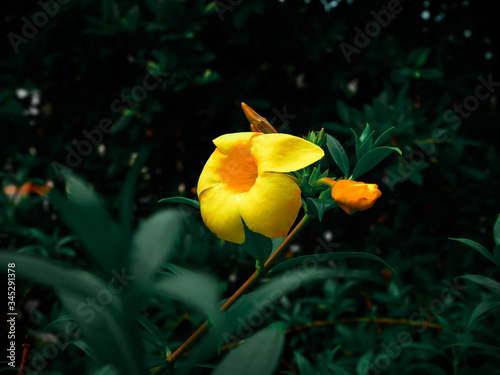 Yellow hibiscus flowers