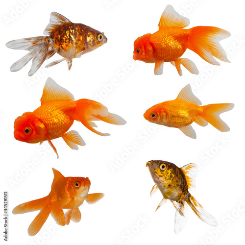 Six goldfish on a white background.