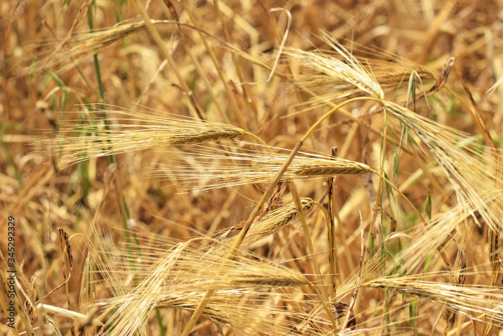 Wheat field. Background of ripening ears of wheat Wheat field. Background of ripening ears of wheat