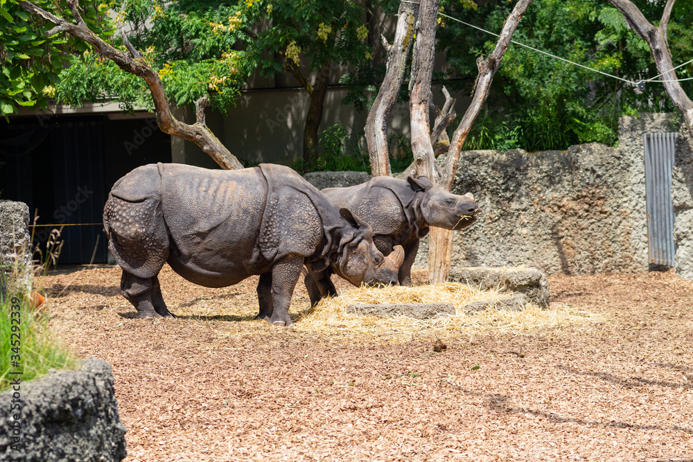 Fototapeta premium rhinocéros dans un parc