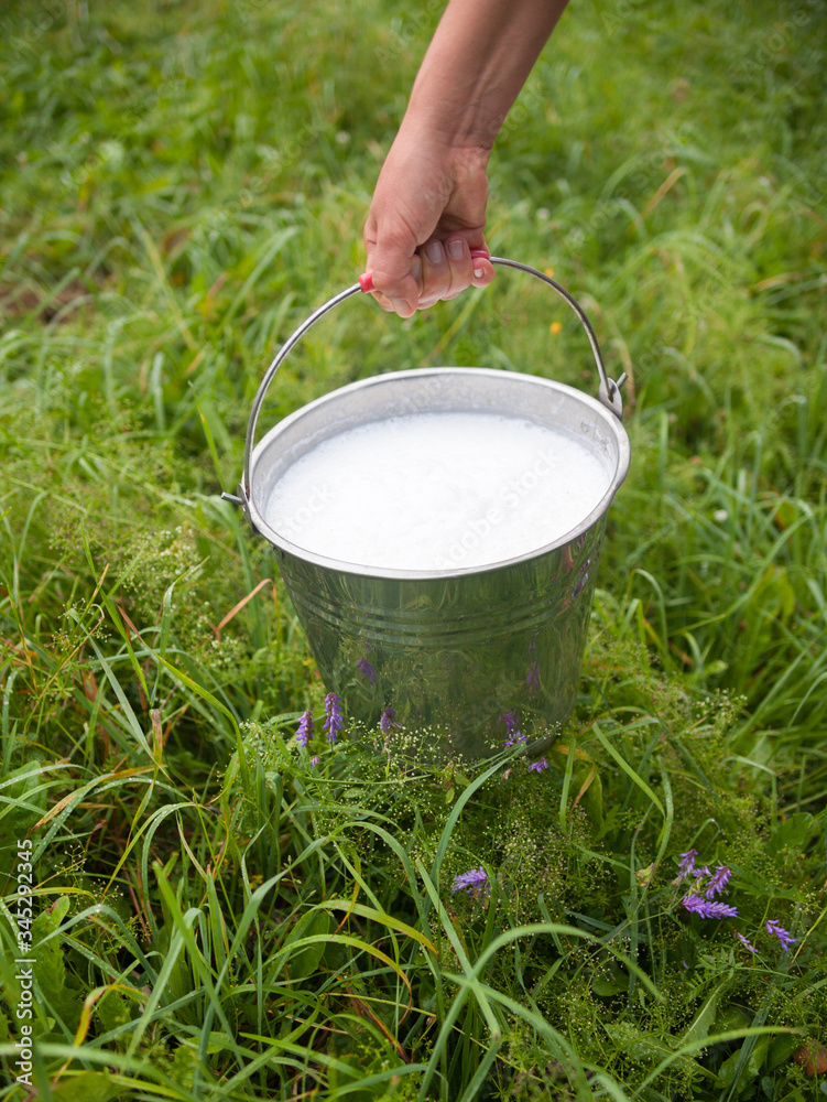 Milkmaid's hand holding bucket with milk Milkmaid's hand holding bucket with milk