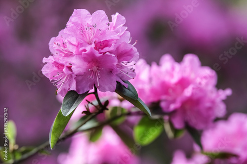 Pink rhododendron blossoms with a beautiful blur. Rhododendron hybridum. © Ingus Evertovskis