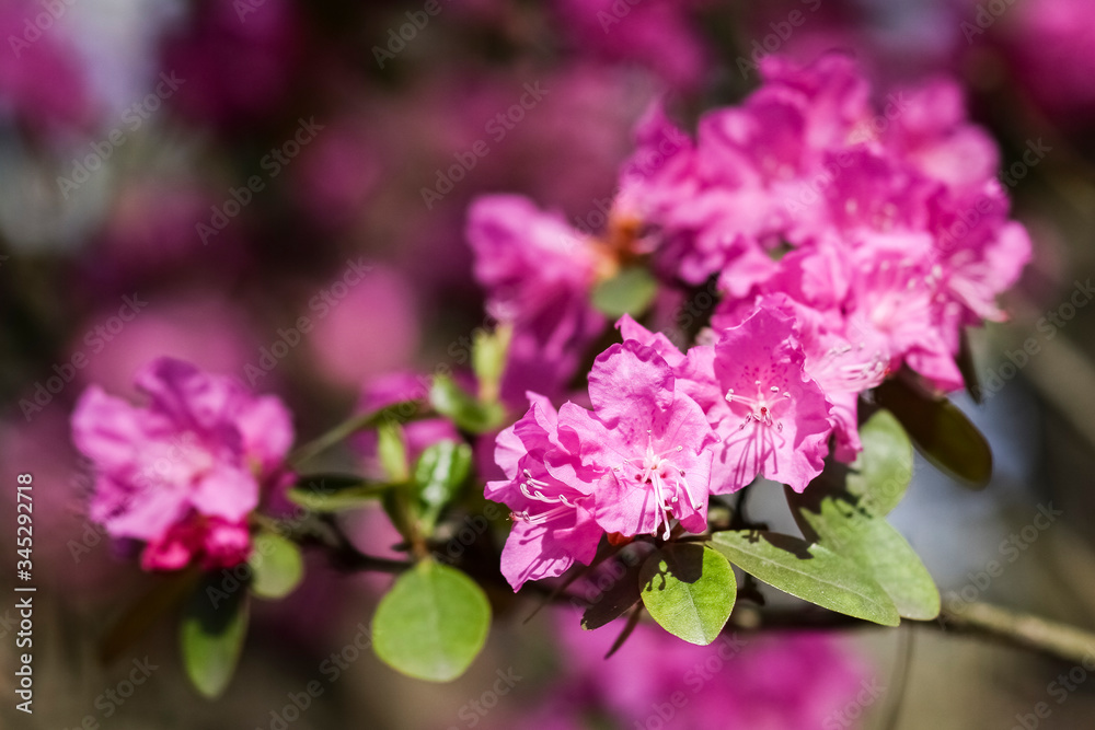 Pink rhododendron blossoms with a beautiful blur. Rhododendron hybridum. Pink rhododendron blossoms with a beautiful blur. Rhododendron hybridum.