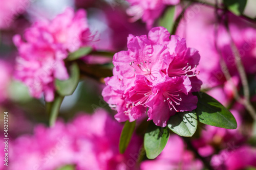 Fototapeta Naklejka Na Ścianę i Meble -  Pink rhododendron blossoms with a beautiful blur. Rhododendron hybridum.