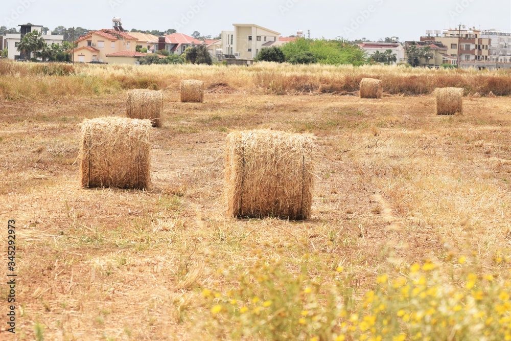 Wheat field. Background of ripening ears of wheat