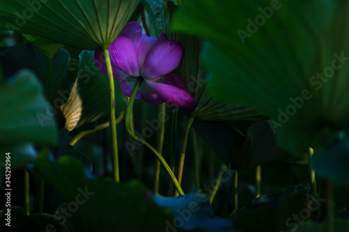 Lotus flower in a pond 