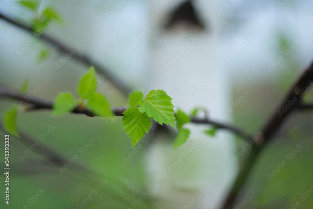Fototapeta premium Young bright green spring birch leaves