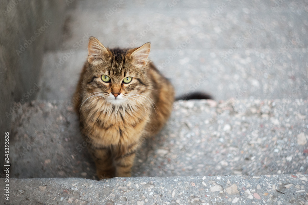 Portrait of a grey cat. Cute gray cat close-up. Beautiful cat eyes, expressive look.