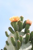 Big Orange flowering cactus background