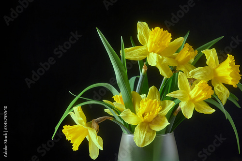 Yellow narcissus flower in a glass vase with water surrounded Isolated on a dark background