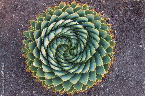 Spiral Cactus popular in the Maluti and Drakensberg mountains in Lesotho Africa