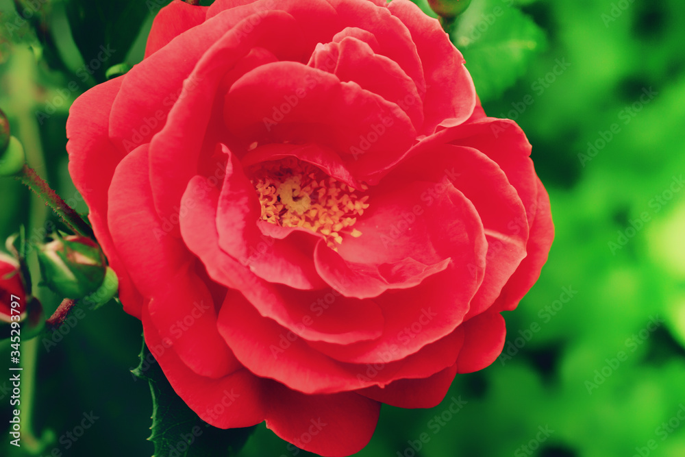 Blurred Bright Red Rose on green background for Valentine's Day. Close up Blurred Bright Red Rose on green background for Valentine's Day. Close up