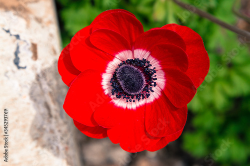 Red wild flower in a garden