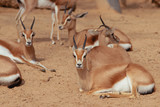 Group of gazelles in a reserve