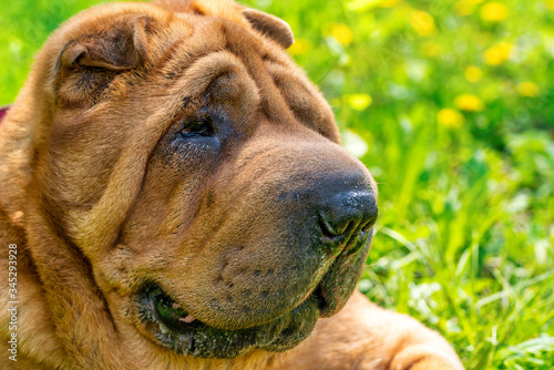 Portrait of sharpei on a background of dandelions