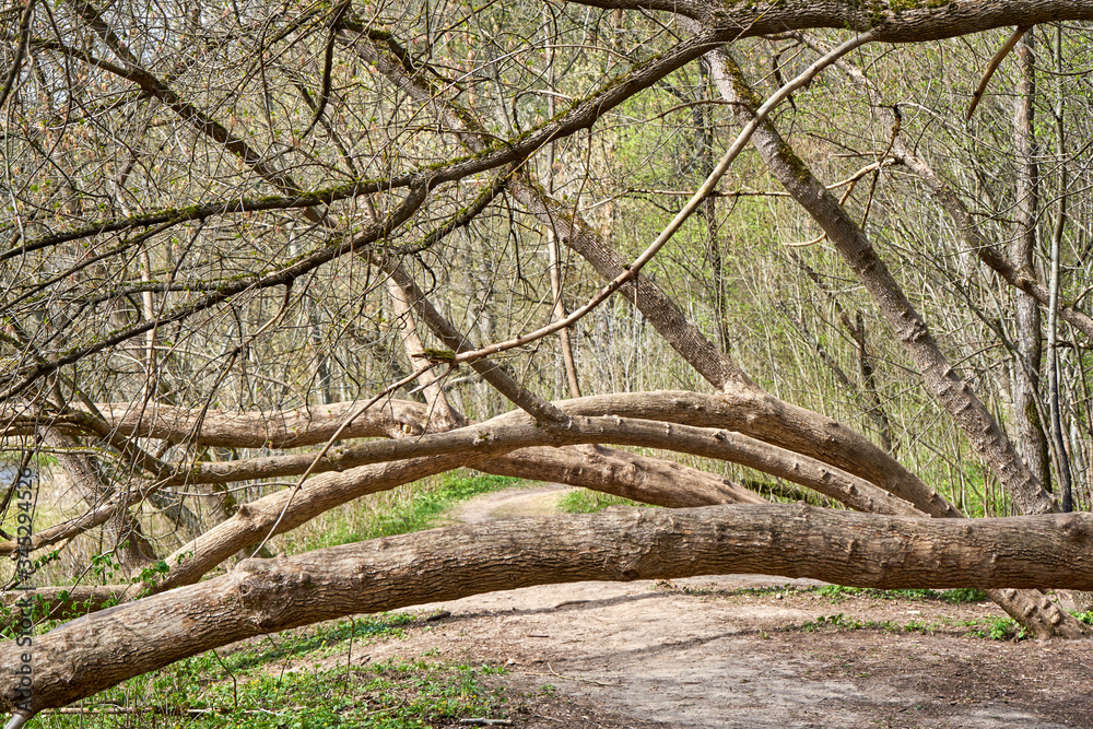 Fallen but still growing trees in the forest Fallen but still growing trees in the forest