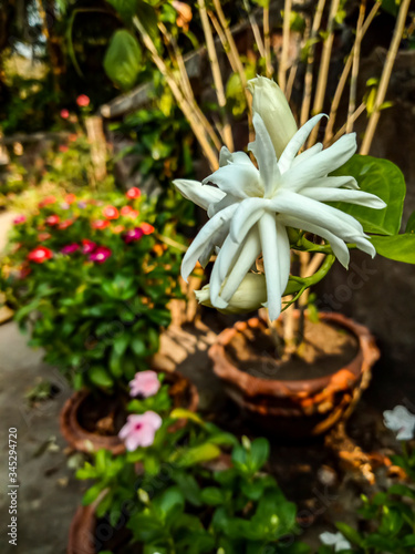 homegrown rooftop jesmine photo