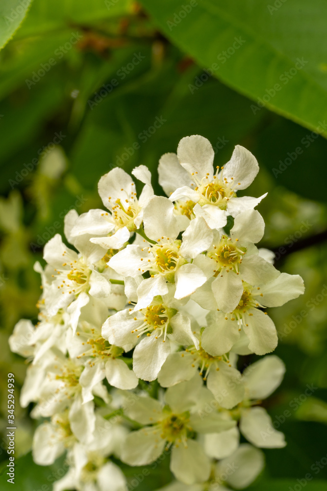Makroaufnahme von weißem Fliederbeerblüten vor unscharfem Hintergrund