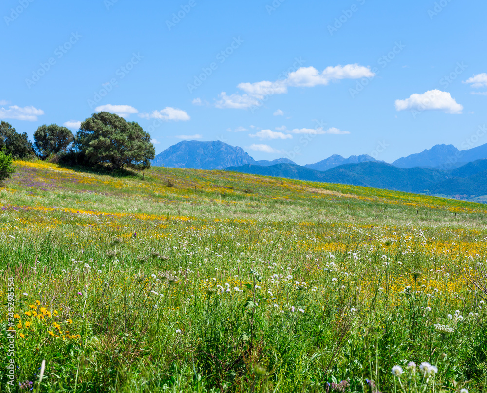 Natural spring scene in South Sardinia. Fresh grass and wild flowers on a clear day. Mountain landscape with beautiful sky and clouds on background. 